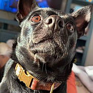 Domino is registered to the contest to win money with this photo: dog, black_dog, close_up, pet, indoor, collar, brown_eyes, curious, alert, furniture, television, blurred_background, shelf, bed, domestic_animal, canine, portrait, animal_face, whiskers, snout