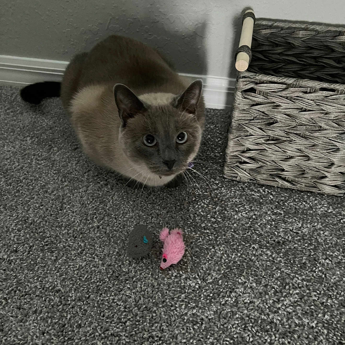 Mooshu is registered to the contest to win money with this photo: animal, basket, carpet, cat, closeup, curious, ears, eyes, feline, floor, gray, gray_toy, indoor, pet, pink, quiet, resting, siamese_cat, toy_mouse, whiskers