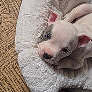 Yahwah is registered to the contest to win money with this photo: puppy, dog, bed, white, cute, pet, animal, fur, ears, face, floor, wood, cozy, resting, young, domestic_animal, sleeping_spot, snout, small, curious