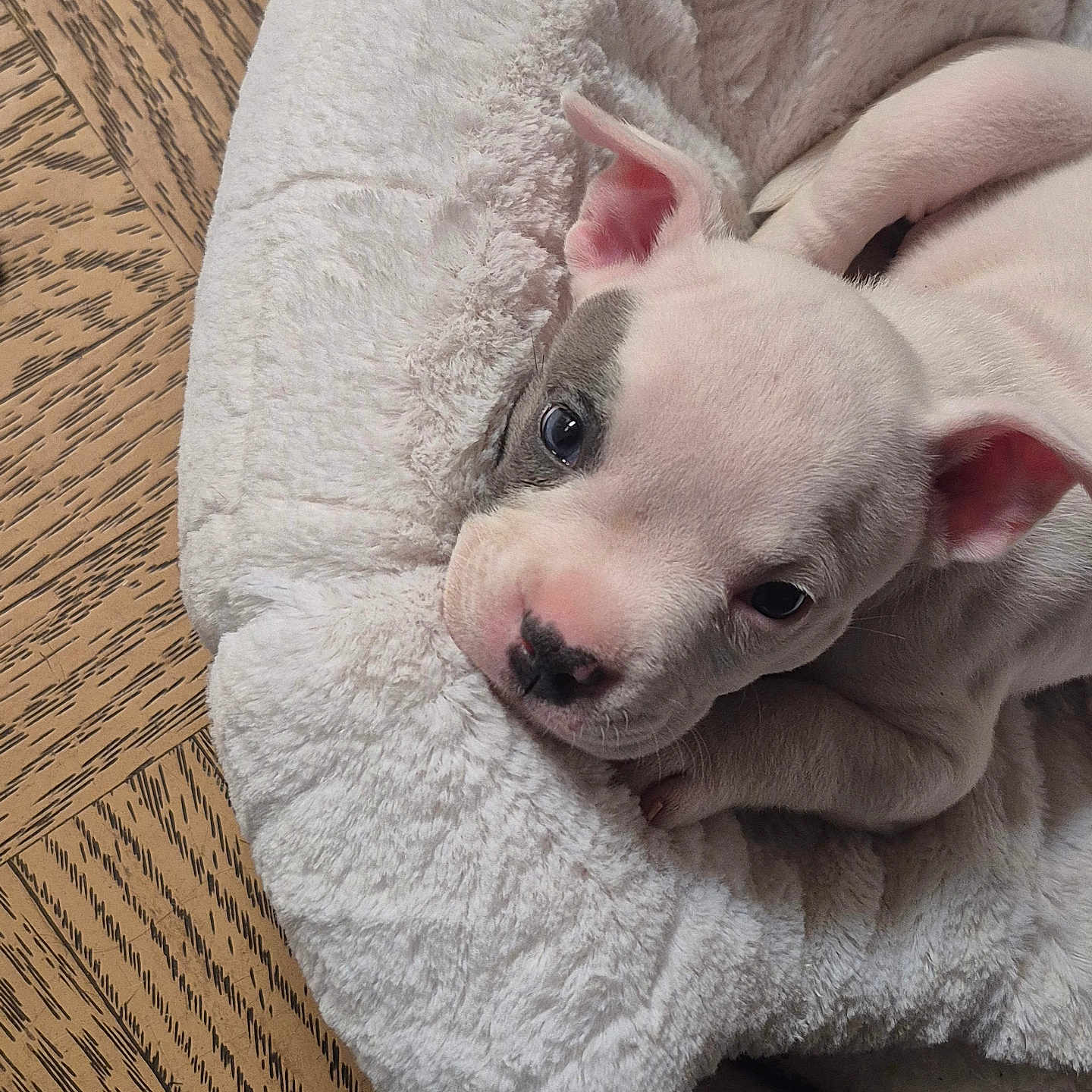 Yahwah is registered to the contest to win money with this photo: animal, bed, cozy, curious, cute, dog, domestic_animal, ears, face, floor, fur, pet, puppy, resting, sleeping_spot, small, snout, white, wood, young