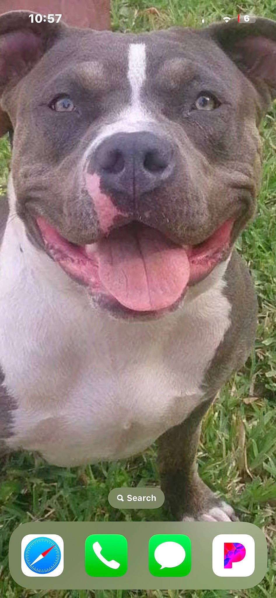 Phiona is registered to the contest to win money with this photo: canidae, carnivore, collar, companion_dog, dog, dog_breed, dog_collar, fawn, fur, grass, jaw, non_sporting_group, pet_supply, photography, snout, sporting_group, terrestrial_animal, whiskers, working_animal, working_dog