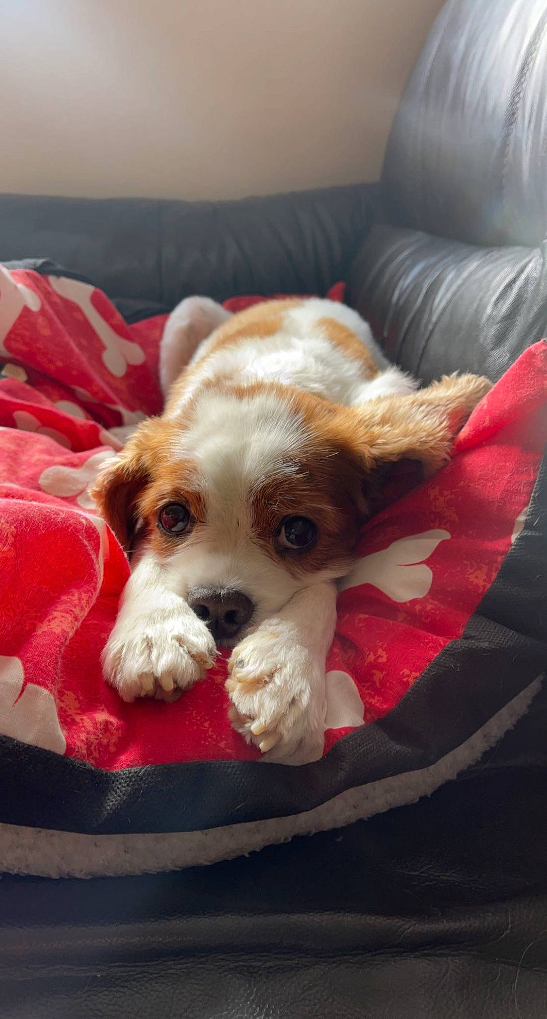 Alfie is registered to the contest to win money with this photo: canidae, carnivore, comfort, companion_dog, dog, dog_breed, dog_supply, fawn, fur, paw, puppy, small_terrier, snout, spaniel, sporting_group, terrier, toy, toy_dog, whiskers, working_animal