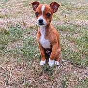 Rio participe au concours pour gagner de l'argent avec cette photo : dog, puppy, brown_and_white, sitting, outdoor, grass, lawn, garden, portrait, pet, animal, canine, floppy_ears, white_chest, white_paws, facial_marking, looking_at_camera, summer, backyard, nature