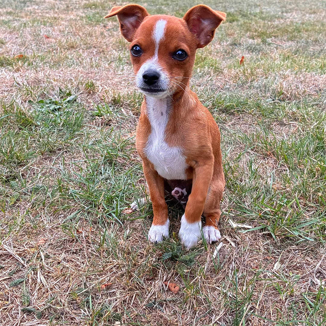 Rio participe au concours pour gagner de l'argent avec cette photo : dog, puppy, brown_and_white, sitting, outdoor, grass, lawn, garden, portrait, pet, animal, canine, floppy_ears, white_chest, white_paws, facial_marking, looking_at_camera, summer, backyard, nature