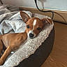 dog, puppy, small_dog, brown_fur, white_markings, pointed_ears, animal, pet, dog_bed, blanket, cozy, lying_down, indoors, home, wood_floor, wall, electrical_outlet, power_cord, portrait, cute
