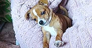 Rio participe au concours pour gagner de l'argent avec cette photo : dog, puppy, brown_and_white, small_dog, pet, animal, lying_down, sitting, blanket, lavender_blanket, couch, indoor, cozy, relaxed, sleepy, paws, floppy_ears, white_chest, home, portrait