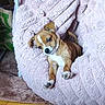 dog, puppy, brown_and_white, small_dog, pet, animal, lying_down, sitting, blanket, lavender_blanket, couch, indoor, cozy, relaxed, sleepy, paws, floppy_ears, white_chest, home, portrait