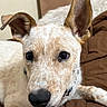 Milo joined the competition — help win amazing prizes! dog, pet, indoor, brown_blanket, curious, closeup, ears, fur, animal, canine, laying_down, looking_at_camera, soft_lighting, cozy, collar, white_fur, brown_spots, toy, snout, portrait