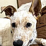 dog, close_up, pet, animal, ears, brown_blanket, resting, curious, fur_texture, indoor, collar, canine, face, snout, alert, expression, white_fur, brown_spots, domestic_animal, companion
