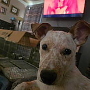 Milo is registered to the contest to win money with this photo: dog, close_up, indoor, crate, cardboard_box, television, curtains, lamp, framed_pictures, couch, speckled_fur, ears, nose, pet, relaxed, home, living_room, animal, portrait, furniture