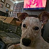 dog, close_up, indoor, crate, cardboard_box, television, curtains, lamp, framed_pictures, couch, speckled_fur, ears, nose, pet, relaxed, home, living_room, animal, portrait, furniture