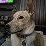 Milo is registered to the contest to win money with this photo: dog, pet, animal, close_up, portrait, indoor, living_room, fur, ear, nose, collar, tag, curious, attentive, home, cozy, blurred_background, television, photo_frame, resting