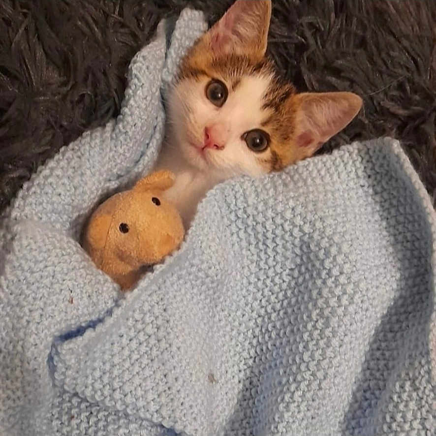 Teddy joined the competition — help win amazing prizes! animal, blanket, blue, cat, comfort, cozy, cute, domestic, ears, face, fur, indoor, kitten, pet, plush_toy, resting, sleepy, small, snuggling, toy