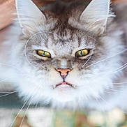 Hulk participe au concours pour gagner de l'argent avec cette photo : animal, blurred_background, cat, close_up, cute, domestic_cat, ears, expression, face, fangs, feline, fluffy, fur, indoors, muzzle, pet, portrait, whiskers, wood, yellow_eyes