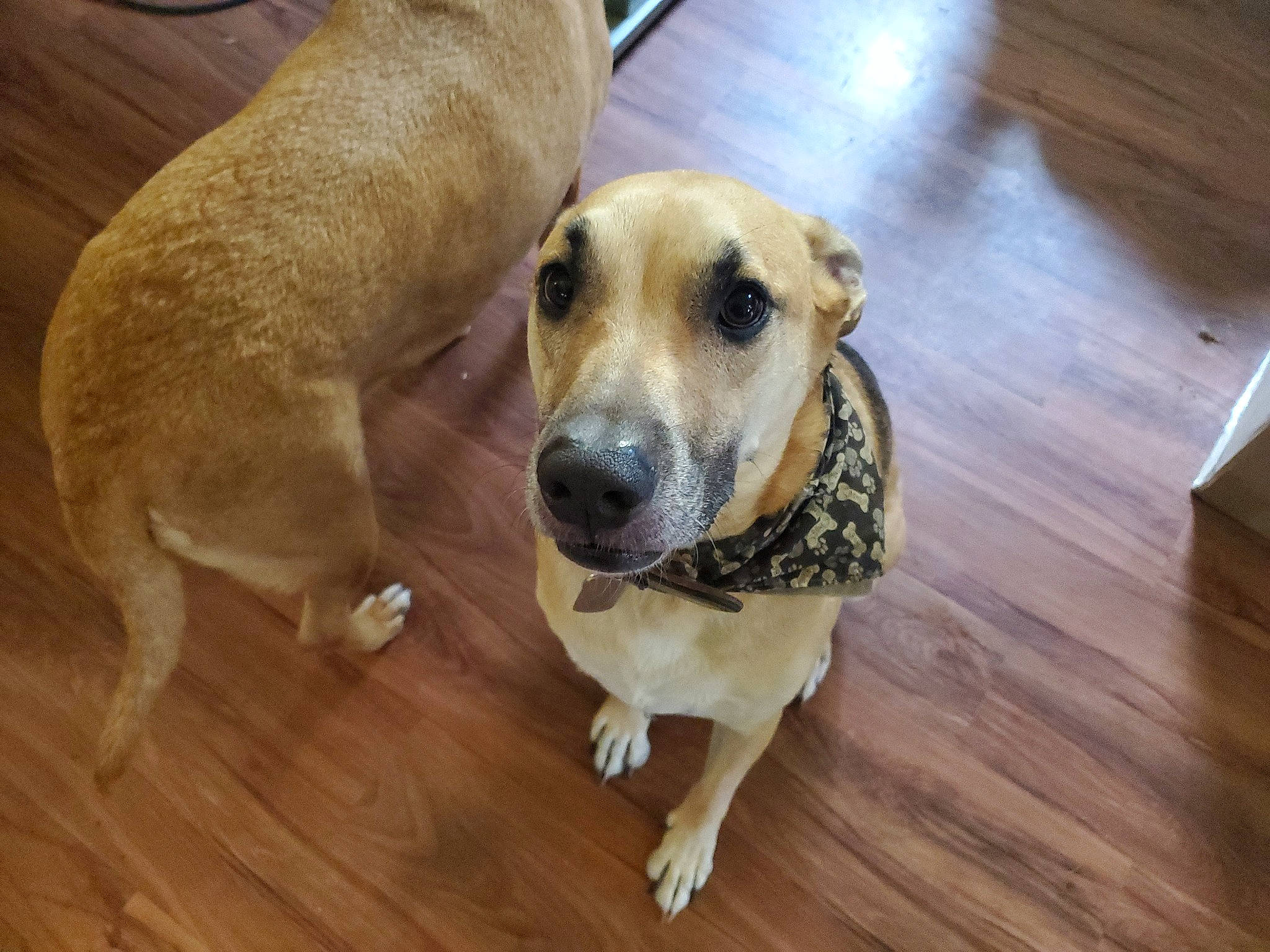 Beau joined the competition — help win amazing prizes! canidae, carnivore, companion_dog, dog, dog_breed, dog_supply, fawn, floor, flooring, hardwood, laminate_flooring, pet_supply, plank, snout, varnish, whiskers, wood, wood_flooring, wood_stain, working_animal