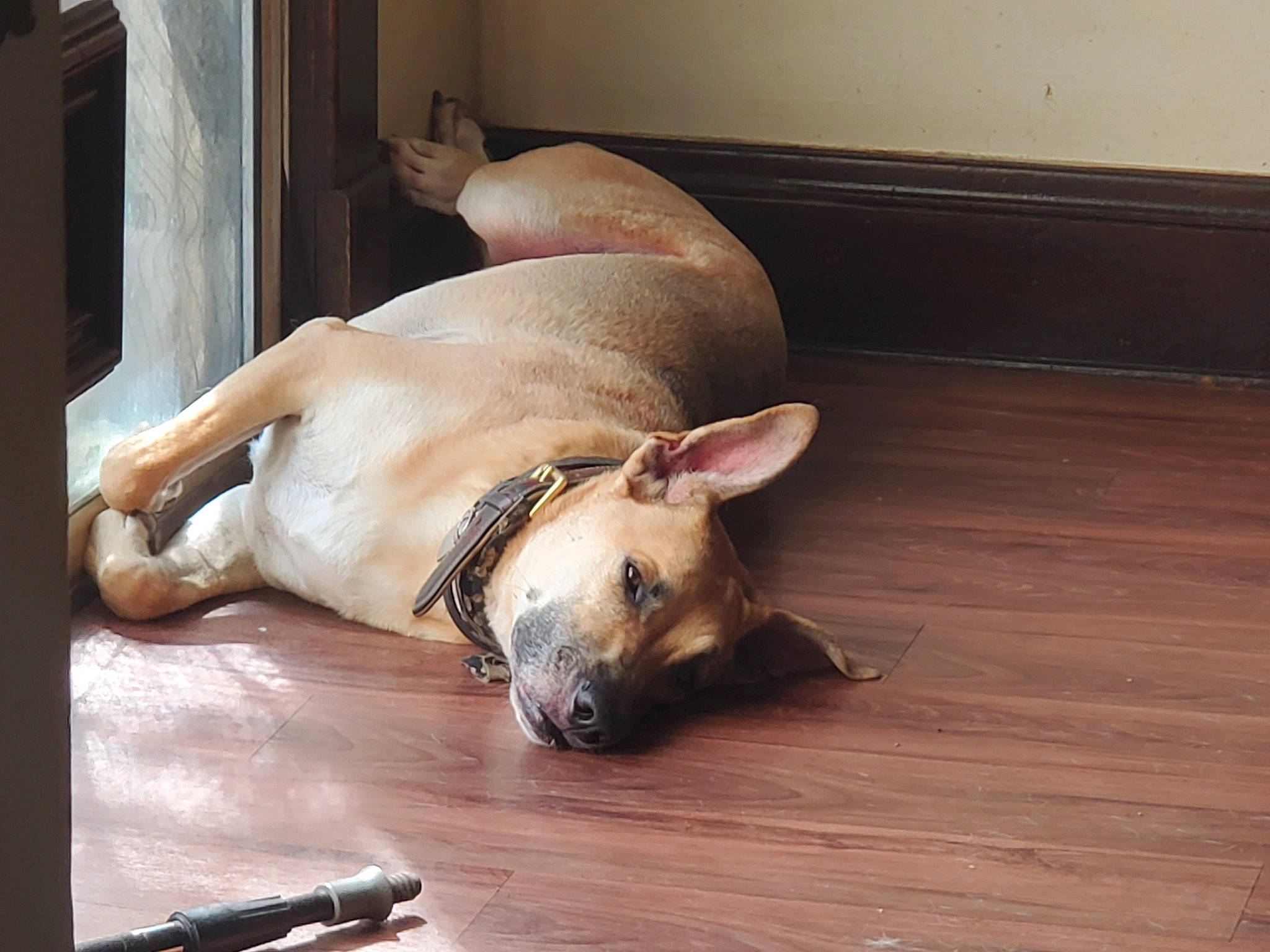 Beau joined the competition — help win amazing prizes! carnivore, comfort, companion_dog, dog, dog_breed, dog_supply, fawn, floor, flooring, hardwood, paw, pet_supply, plank, snout, tail, terrestrial_animal, whiskers, wood, wood_flooring, working_animal