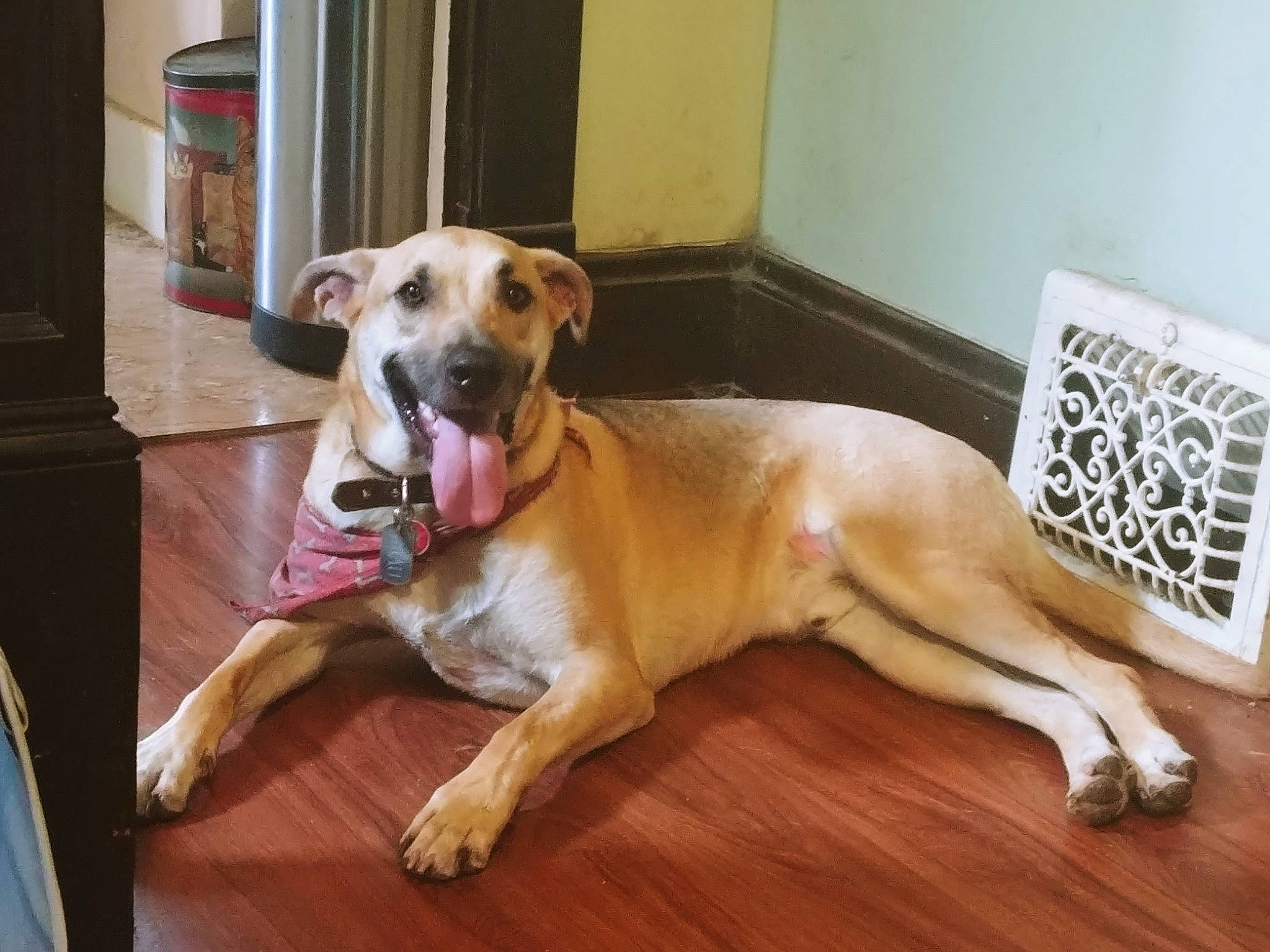 Beau is registered to the contest to win money with this photo: canidae, carnivore, collar, companion_dog, dog, dog_breed, dog_collar, dog_supply, fawn, flooring, guard_dog, hardwood, paw, pet_supply, tail, whiskers, wood, wood_flooring, working_animal, working_dog