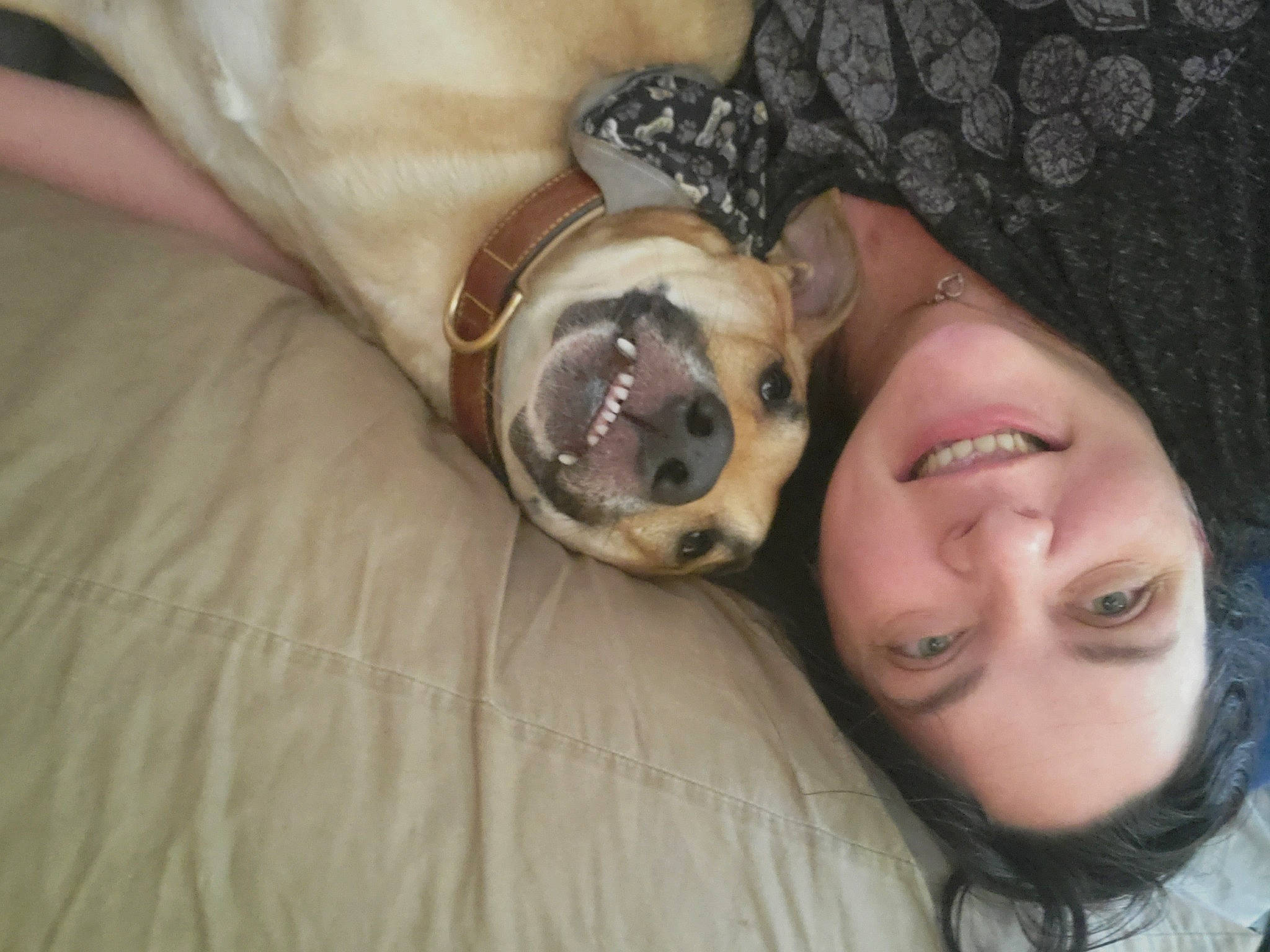 Beau joined the competition — help win amazing prizes! canidae, carnivore, comfort, companion_dog, dog, dog_breed, fawn, fur, guard_dog, happy, linens, nap, paw, selfie, smile, snout, sporting_group, sunglasses, toy_dog, whiskers