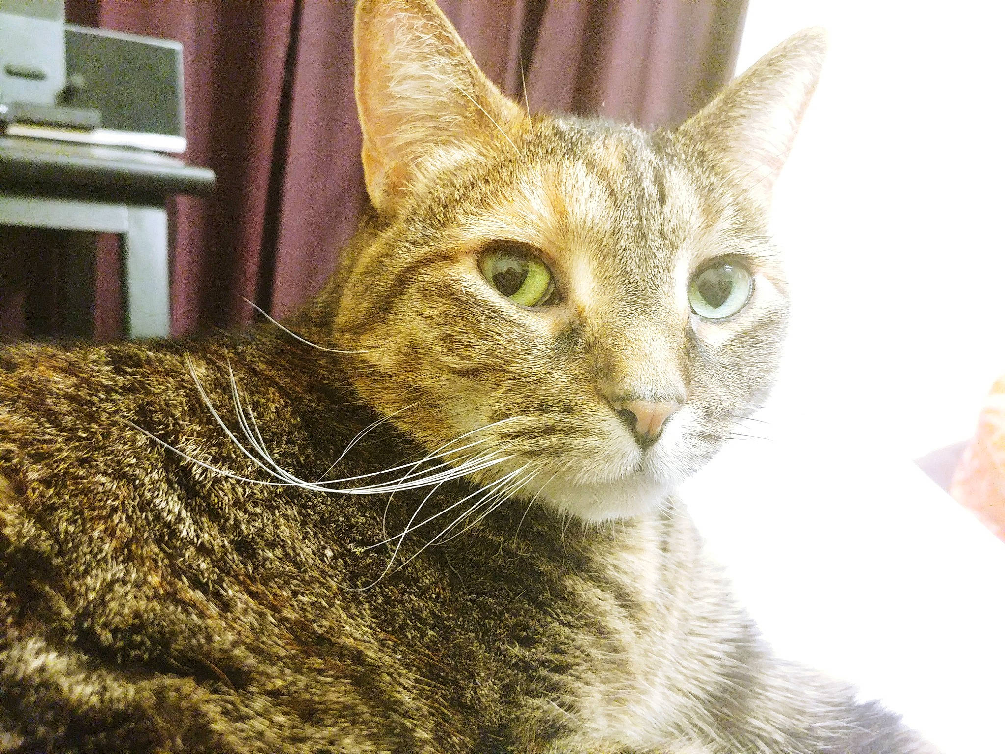 Zoey joined the competition — help win amazing prizes! carnivore, cat, domestic_short_haired_cat, felidae, fur, head, picture_frame, small_to_medium_sized_cats, snout, television, terrestrial_animal, wall_plate, whiskers, window