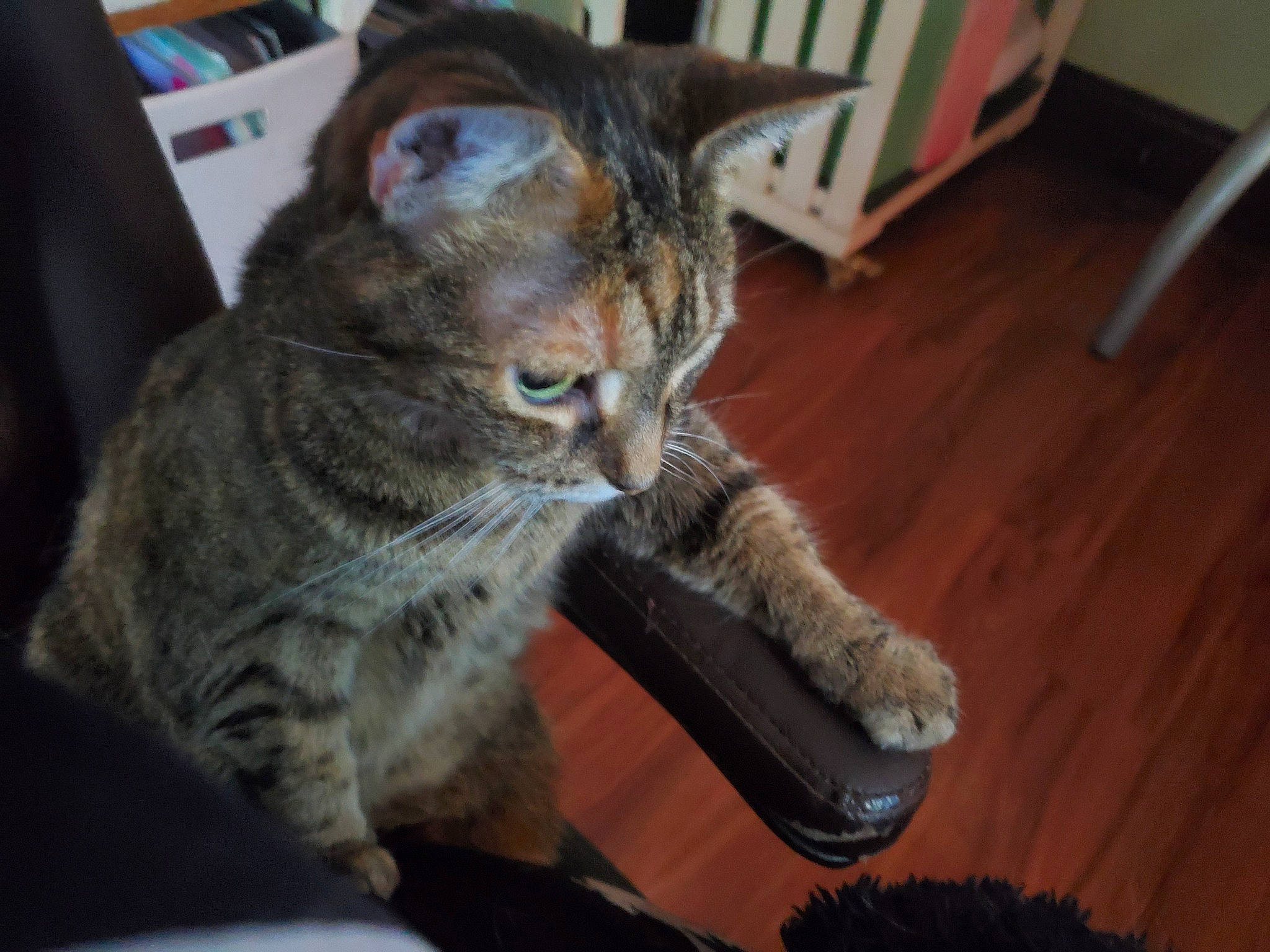 Zoey is registered to the contest to win money with this photo: carnivore, cat, claw, comfort, domestic_short_haired_cat, felidae, flooring, fur, hardwood, paw, sitting, small_to_medium_sized_cats, tail, varnish, whiskers, wood, wood_flooring, wood_stain