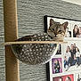 Cleo joined the competition — help win amazing prizes! cat, cat_tree, bubble_shelf, spotted_cat, gray_wallpaper, family_photos, portrait_photos, indoor, cozy, relaxed, feline, pet, home_decor, modern_interior, wall_art, furniture, sitting, cute, animal, domestic