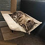 Cleo joined the competition — help win amazing prizes! cat, sleeping, resting, feline, scratching_post, cat_tree, hammock, indoor, pet, cozy, carpet, furniture, couch, animal, striped, soft, relaxed, cute, domestic_cat, spot_pattern