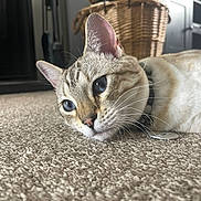 Cleo is registered to the contest to win money with this photo: cat, blue_eyes, whiskers, carpet, indoor, close_up, feline, pet, collar, tag, wicker_basket, fur, home, relaxed, lying_down, animal, domestic, quiet, soft_light, background