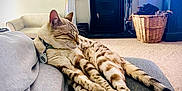 Cleo joined the competition — help win amazing prizes! cat, spotted_cat, lounging, couch, living_room, fireplace, plant, basket, carpet, indoor, relaxed, sleeping, pet, feline, collar, cozy, home, furniture, resting, domestic_animal