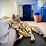 cat, spotted_cat, lounging, couch, living_room, fireplace, plant, basket, carpet, indoor, relaxed, sleeping, pet, feline, collar, cozy, home, furniture, resting, domestic_animal