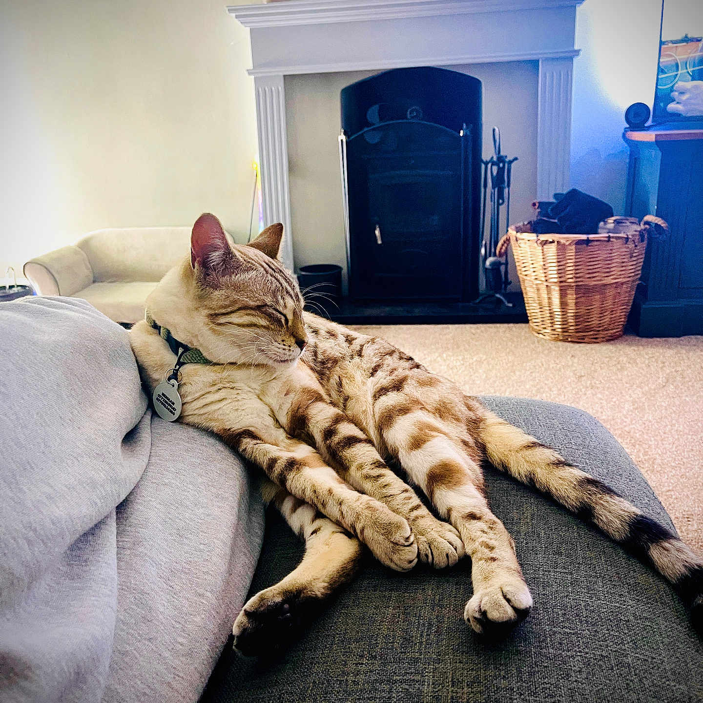 Cleo joined the competition — help win amazing prizes! basket, carpet, cat, collar, couch, cozy, domestic_animal, feline, fireplace, furniture, home, indoor, living_room, lounging, pet, plant, relaxed, resting, sleeping, spotted_cat