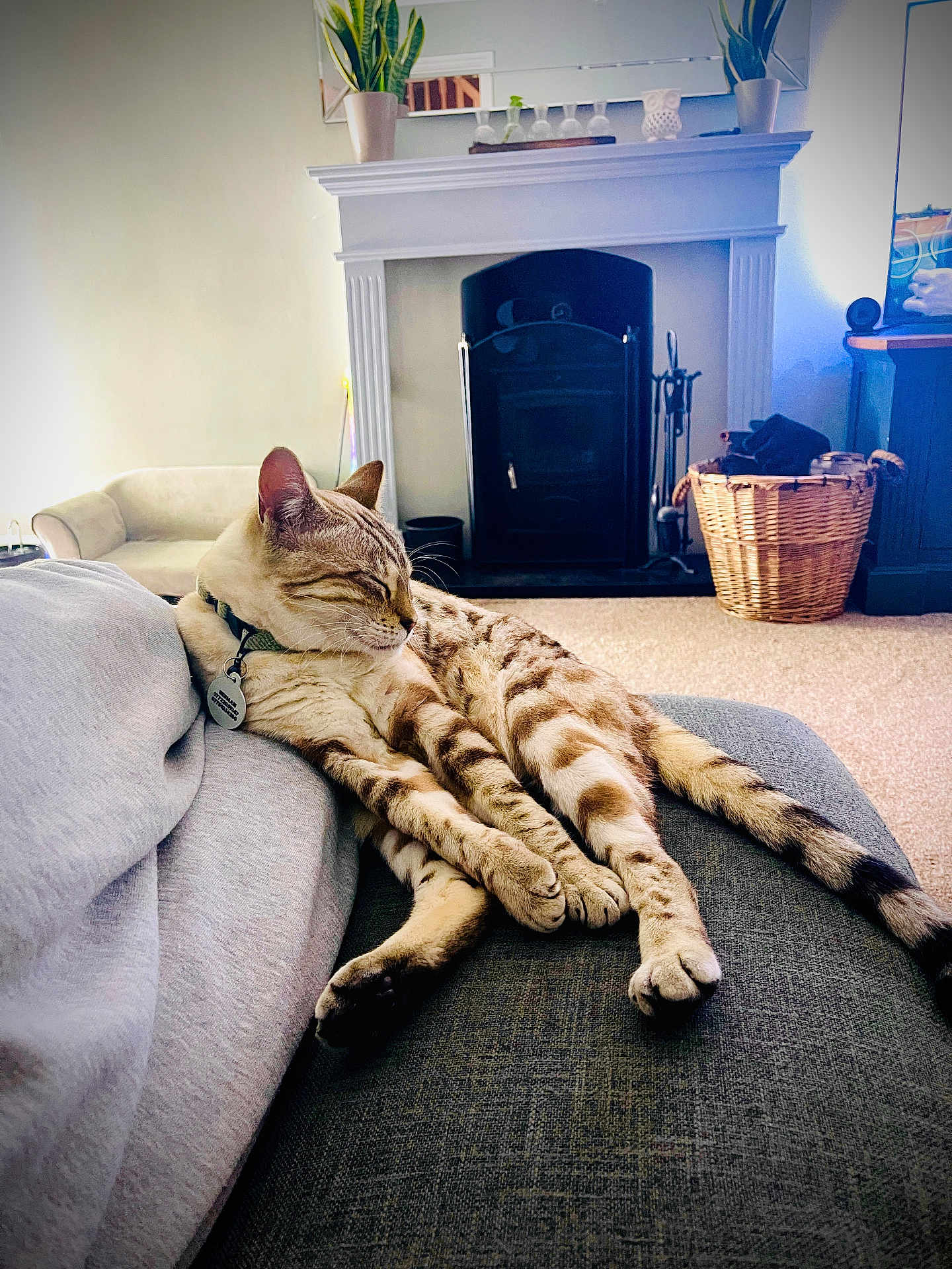 Cleo