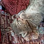 kitten, cat, sleeping, fur, paws, close_up, indoor, blanket, quilt, cozy, cute, pet, animal, resting, soft, feline, domestic, young, cute_pet, relaxed