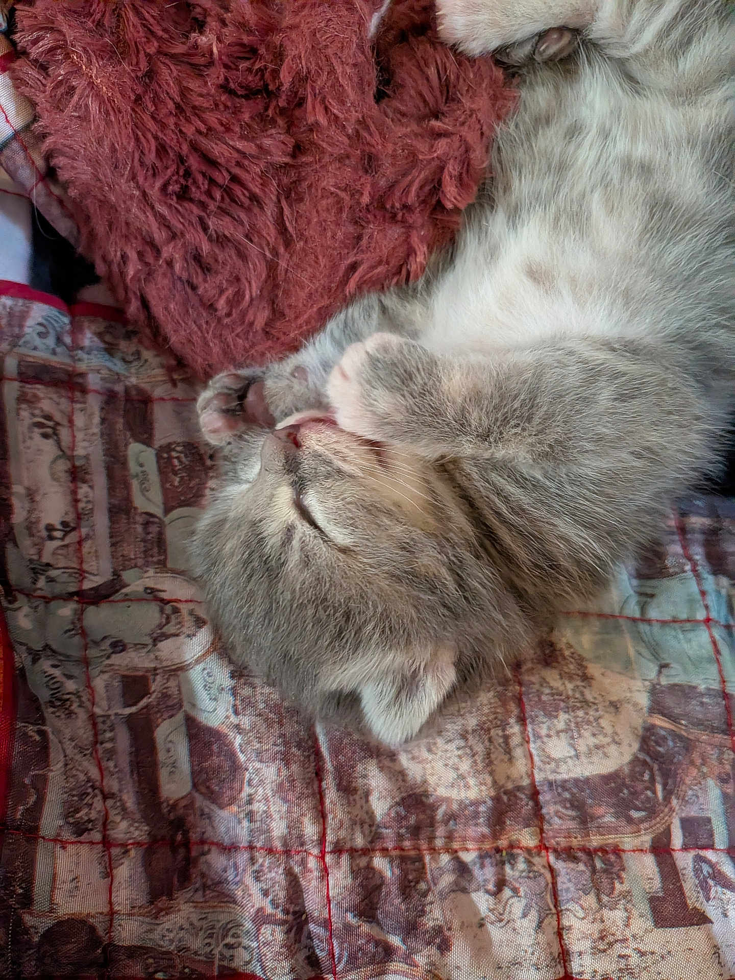 Amour participe au concours pour gagner de l'argent avec cette photo : kitten, cat, sleeping, fur, paws, close_up, indoor, blanket, quilt, cozy, cute, pet, animal, resting, soft, feline, domestic, young, cute_pet, relaxed