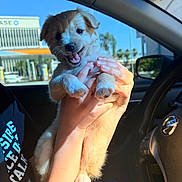 Matcha is registered to the contest to win money with this photo: puppy, dog, pet, happy, smiling, hands, car_interior, steering_wheel, sunlight, window, blue_sky, building, casual_clothing, human, cute, animal, domestic_animal, young, holding, daytime
