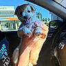puppy, dog, pet, happy, smiling, hands, car_interior, steering_wheel, sunlight, window, blue_sky, building, casual_clothing, human, cute, animal, domestic_animal, young, holding, daytime