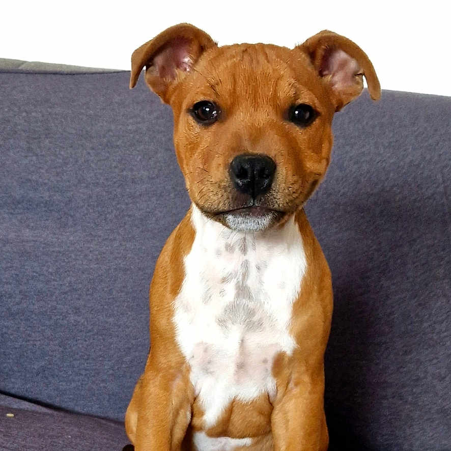 Pablo participe au concours pour gagner de l'argent avec cette photo : animal, ball, beagle, boxer, bulldog, canine, chihuahua, couch, cushion, dog, frenchbulldog, furniture, hound, pet, pitbull, puppy, snout, sport, tennis, tennisball