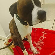 Tank participe au concours pour gagner de l'argent avec cette photo : dog, pet, sitting, collar, red_rug, blanket, paw, white_chest, brindle_coat, indoor, domestic_animal, nose, face, leash, ear, snout, wall_corner, tiled_floor, blurred, closeup