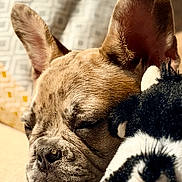 Bonnie a rejoint le concours — aidez-le/la à gagner de superbes lots ! animal, black_and_white, closed_eyes, couch, cozy, dog, ears, french_bulldog, indoor, nap, pet, plush_toy, portrait, puppy, resting, sleeping, snout, stuffed_animal, warm_lighting, wrinkles