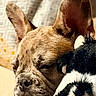 animal, black_and_white, closed_eyes, couch, cozy, dog, ears, french_bulldog, indoor, nap, pet, plush_toy, portrait, puppy, resting, sleeping, snout, stuffed_animal, warm_lighting, wrinkles