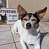 Pixelle participe au concours pour gagner de l'argent avec cette photo : alert, animal, closed_eyes, cute, daytime, dog, ears, german_shepherd_image, outdoor, pet, protection, relaxed, resting, shadow, sign, small_dog, sunlight, tiled_floor, wall, warning_sign