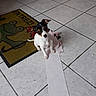 puppy, dog, tile_floor, toilet_paper, doormat, frog, indoor, cute, small_dog, black_and_white, pet, animal, curious, playful, mess, floor, looking_up, ears_up, home, mischief