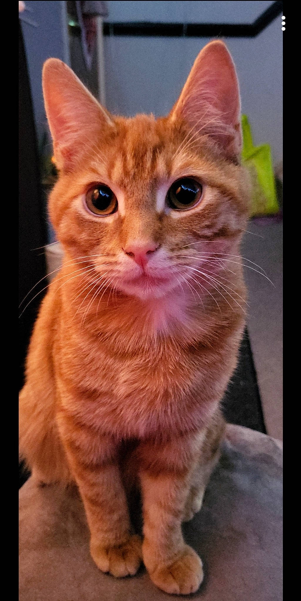 Levi is registered to the contest to win money with this photo: carnivore, cat, close_up, domestic_short_haired_cat, eye, fawn, felidae, fur, hair, head, iris, paw, peach, small_to_medium_sized_cats, snout, tail, terrestrial_animal, whiskers, window