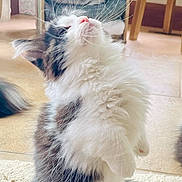 Calvin joined the competition — help win amazing prizes! cat, fluffy, black_and_white, indoor, rug, pet_bed, wooden_chair, looking_up, whiskers, cute, feline, domestic_animal, fur, playful, home, animal, small_pet, curious, soft, tail