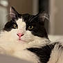 Calvin is registered to the contest to win money with this photo: cat, black_and_white, fluffy, close_up, pet, animal, whiskers, pink_nose, green_eyes, relaxed, indoor, soft_light, portrait, feline, cute, domestic_cat, laying, fur, focus, calm