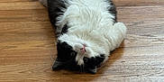Calvin joined the competition — help win amazing prizes! cat, black_and_white, fluffy, lying_down, wooden_floor, pet, indoor, relaxed, curious, fur, animal, cute, whiskers, tail, paws, soft, domestic_cat, looking_up, resting, playful