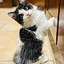 Calvin is registered to the contest to win money with this photo: kitten, cat, black_and_white, fur, pet, indoor, floor, tile, cabinet, curious, cute, whiskers, animal, young, small, sitting, looking, domestic, playful, feline
