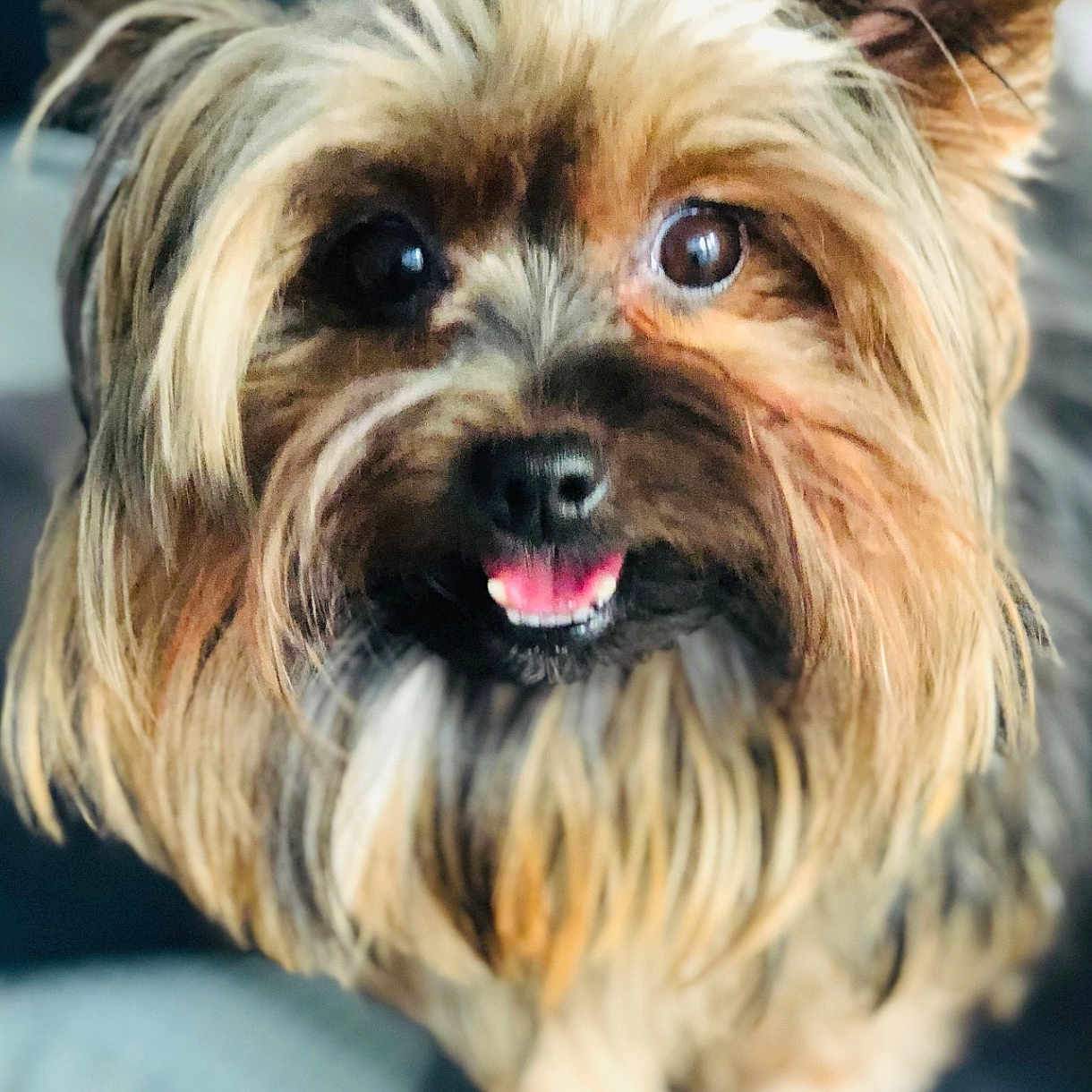 Maya