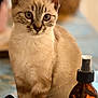 cat, young_cat, blue_eyes, fur, animal, pet, indoor, spray_bottle, label, glass_object, feather, curious, sitting, close_up, soft_light, table_surface, blurry_background, domestic, whiskers, ears