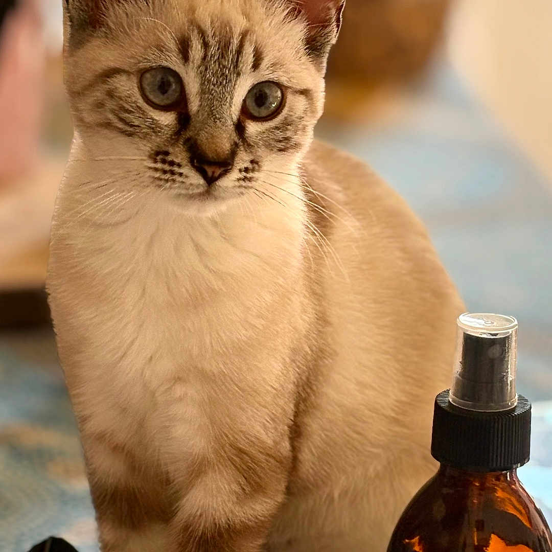 Maya a rejoint le concours — aidez-le/la à gagner de superbes lots ! animal, blue_eyes, blurry_background, cat, close_up, curious, domestic, ears, feather, fur, glass_object, indoor, label, pet, sitting, soft_light, spray_bottle, table_surface, whiskers, young_cat