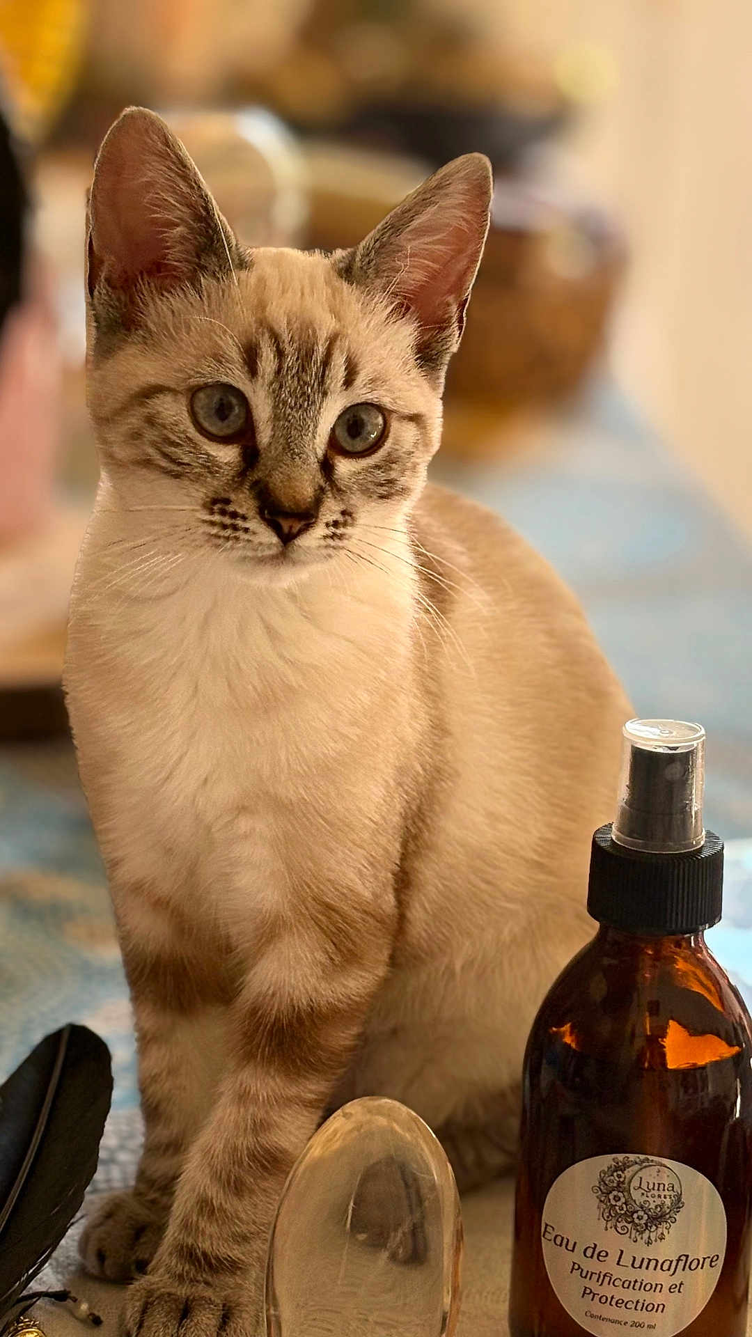 Maya a rejoint le concours — aidez-le/la à gagner de superbes lots ! cat, young_cat, blue_eyes, fur, animal, pet, indoor, spray_bottle, label, glass_object, feather, curious, sitting, close_up, soft_light, table_surface, blurry_background, domestic, whiskers, ears